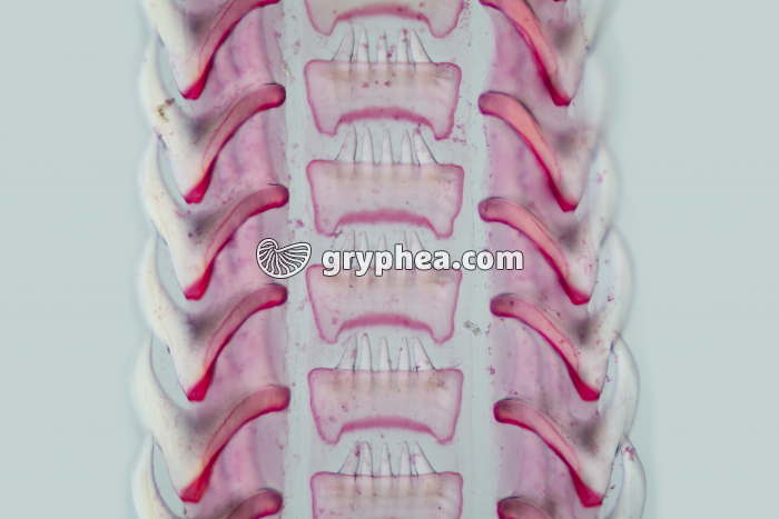 Radula de Buccin x25 - gryphea.org